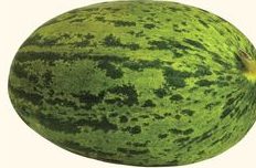 Melon vert