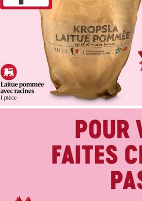 Laitue pommée avec racines