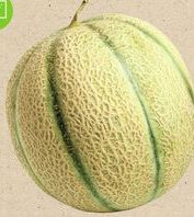 MELON BIO Cat.2