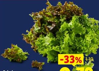 Salade multicolore
