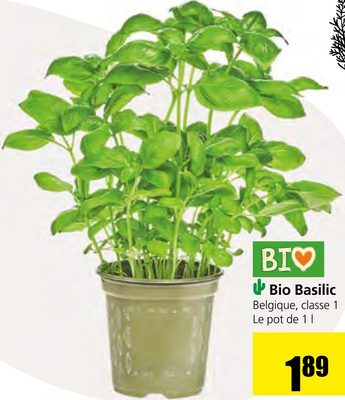 Bio Basilic