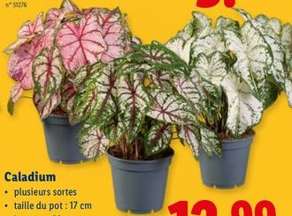 Caladium