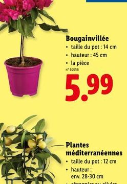 Bougainvillée