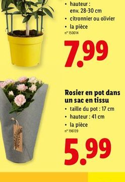 Plantes méditerranéennes