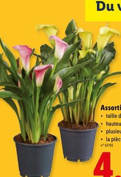 Assortiment de callas