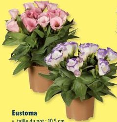 Eustoma