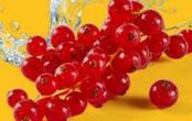 Groseilles rouges