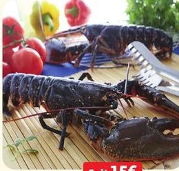 HOMARD EUROPÉEN « BLEU »