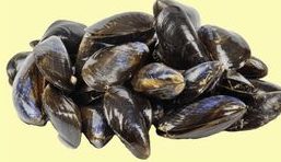 MOULES DE BOUCHOT Élevées en France