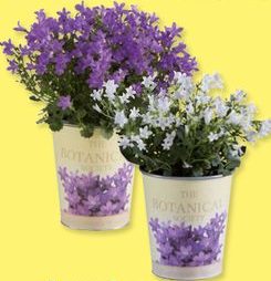 Campanule en pot