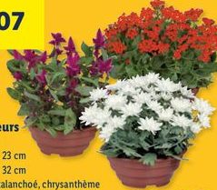 Plantes à fleurs en vasque