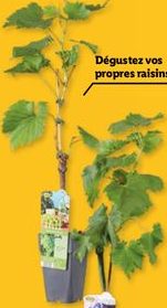 Pied de vigne